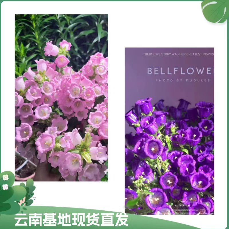 【酒杯风铃】植物盆栽花卉开花多季开花阳光带花苞基地直发