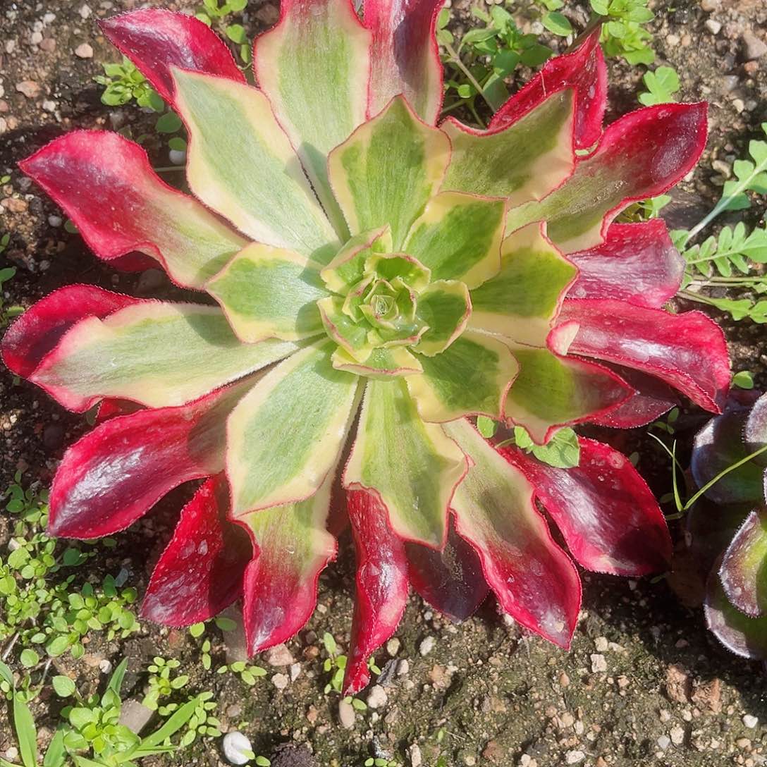 4618魅影多肉植物