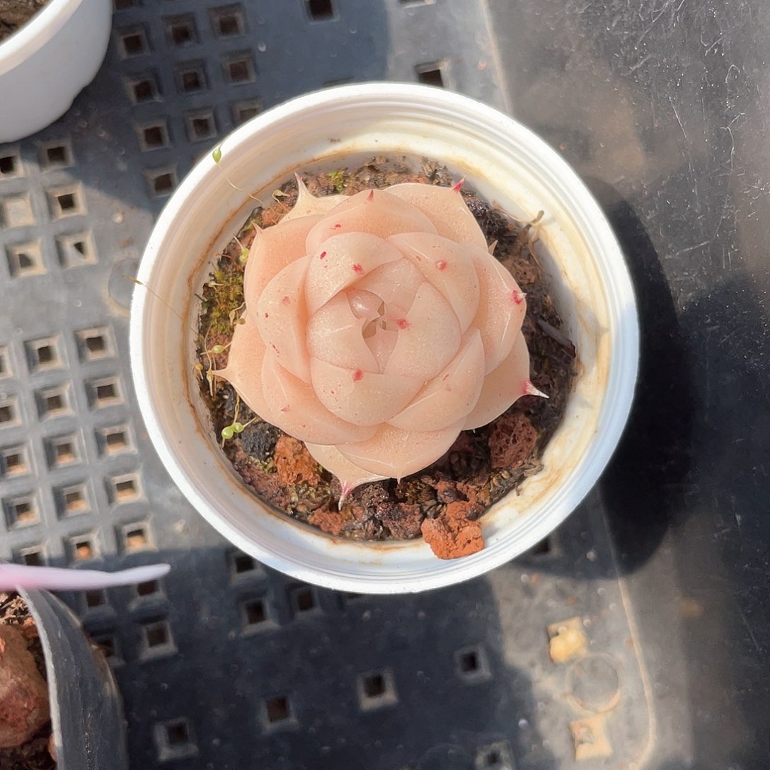 -*7优选麦秆精品809