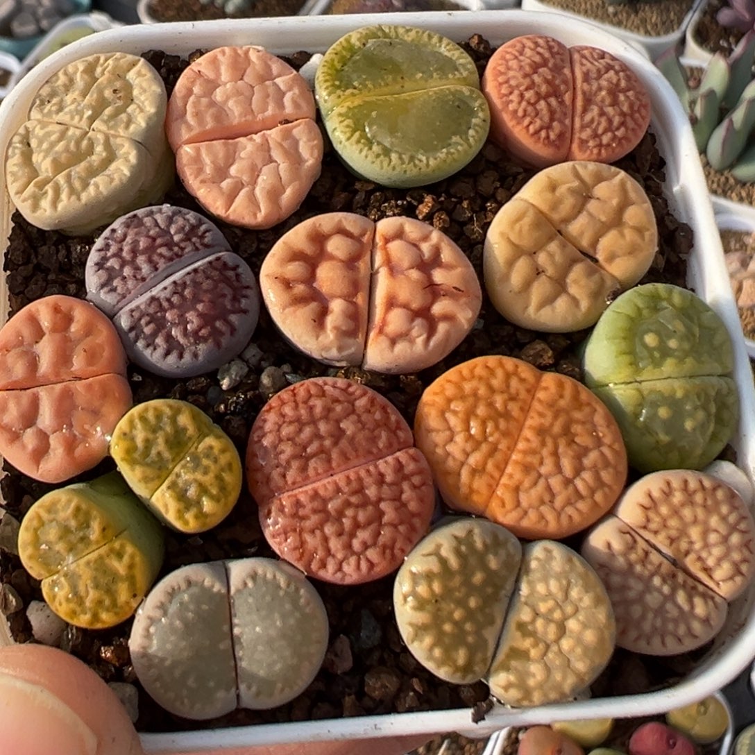 2605多肉植物百科植物