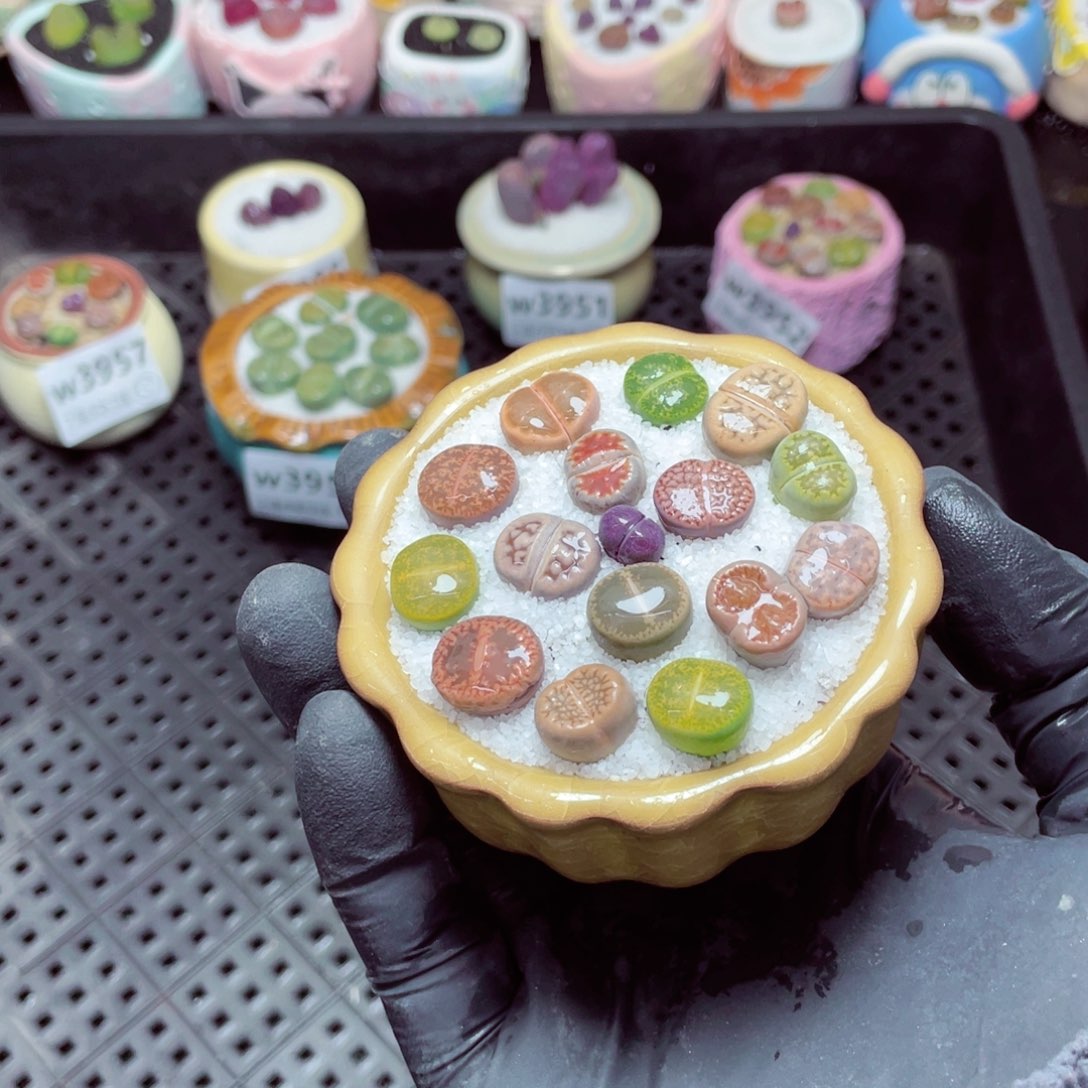 w3958--带盆土发货，零下地区拍保温箱