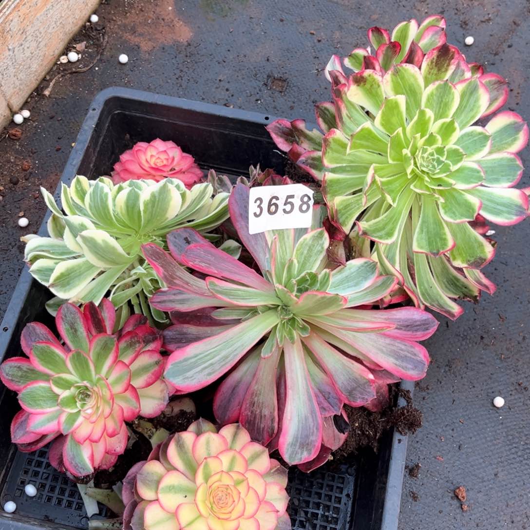 一筐多肉发货发货