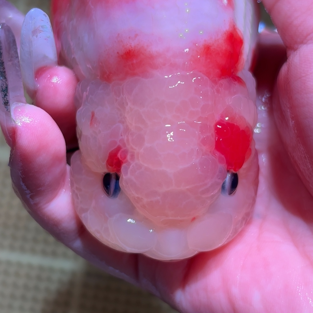 七****金鱼拍包装包装，不拍包装运费到付