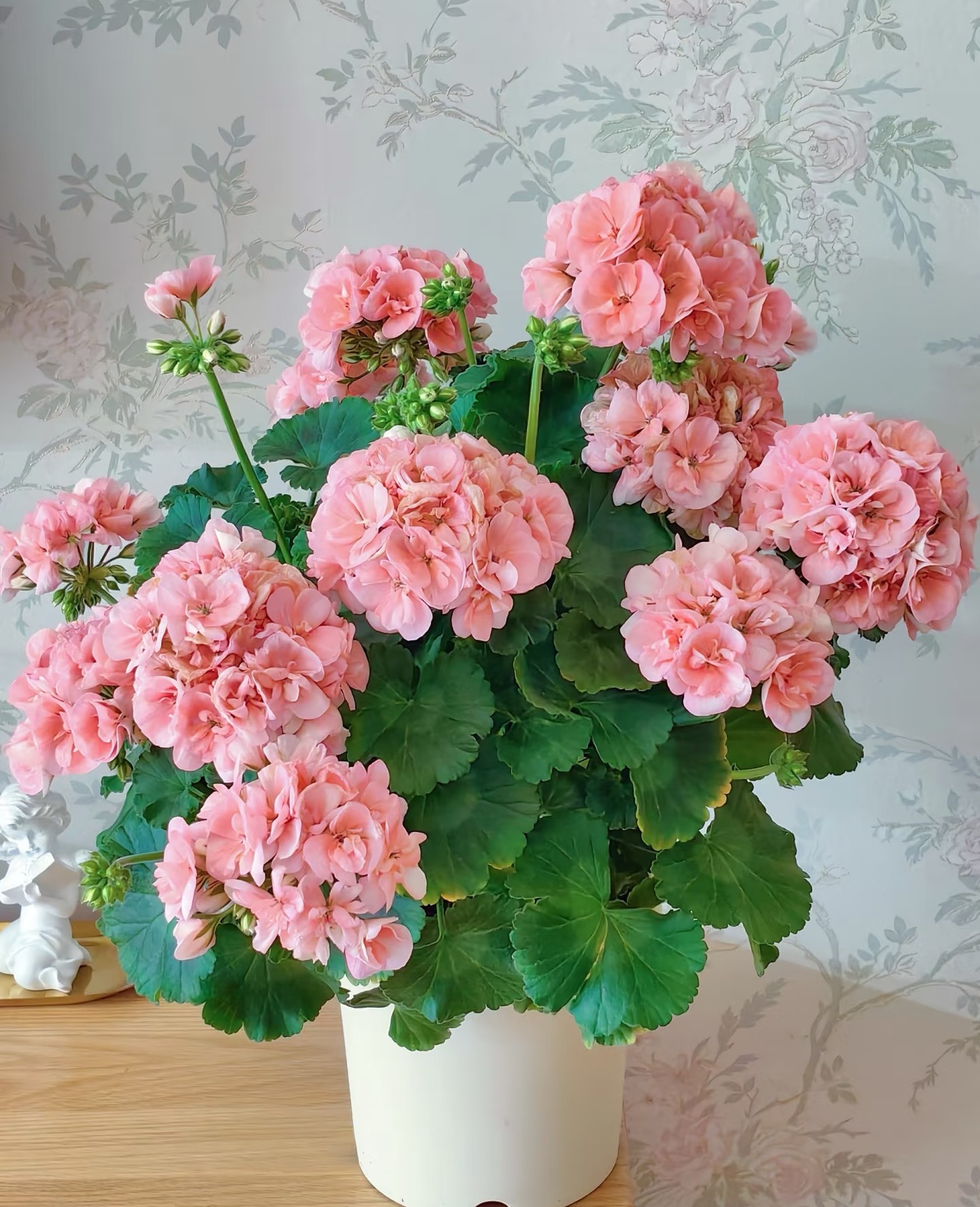 【天竺葵】天竺葵任意一盆栽室内外可养大花盆栽地栽植物花卉  