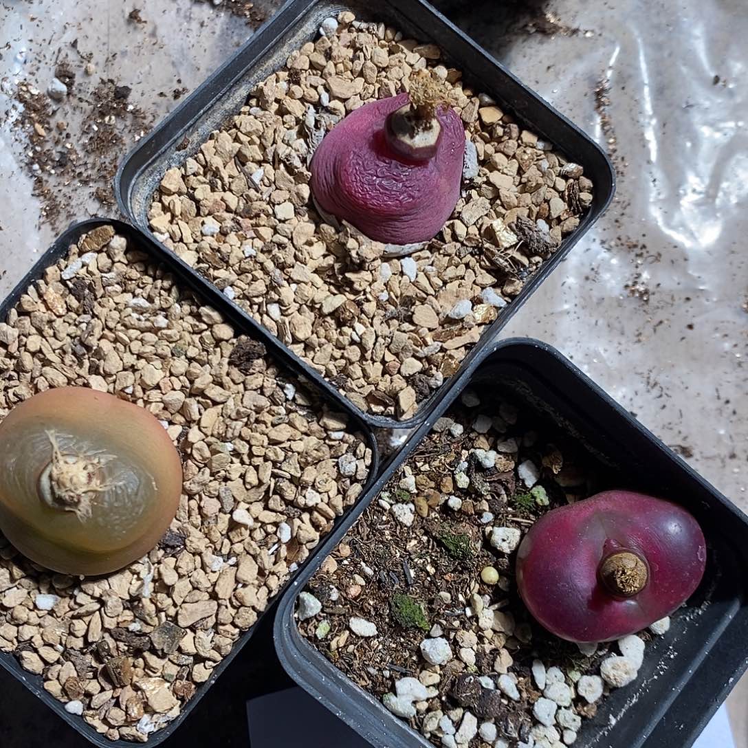 1394。  一组。一组。 带盆三盒。