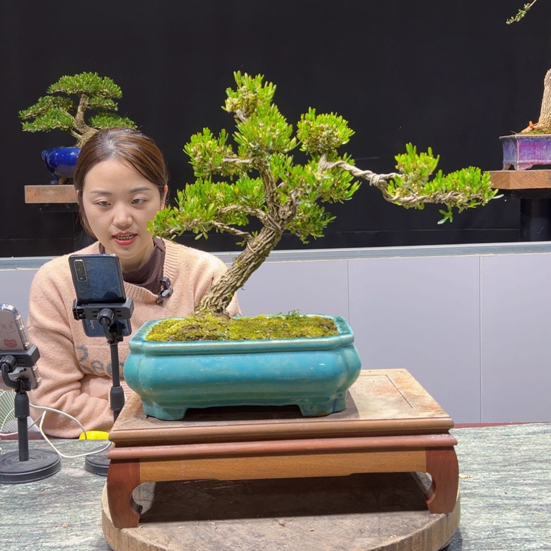 四季常青老桩黄杨盆景