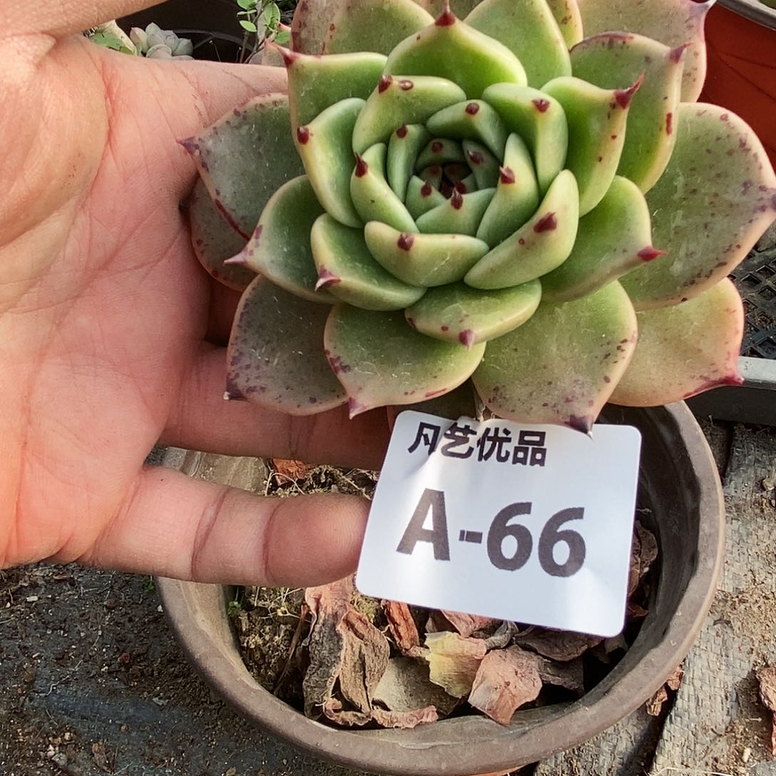 一物一拍A66满9.9包邮