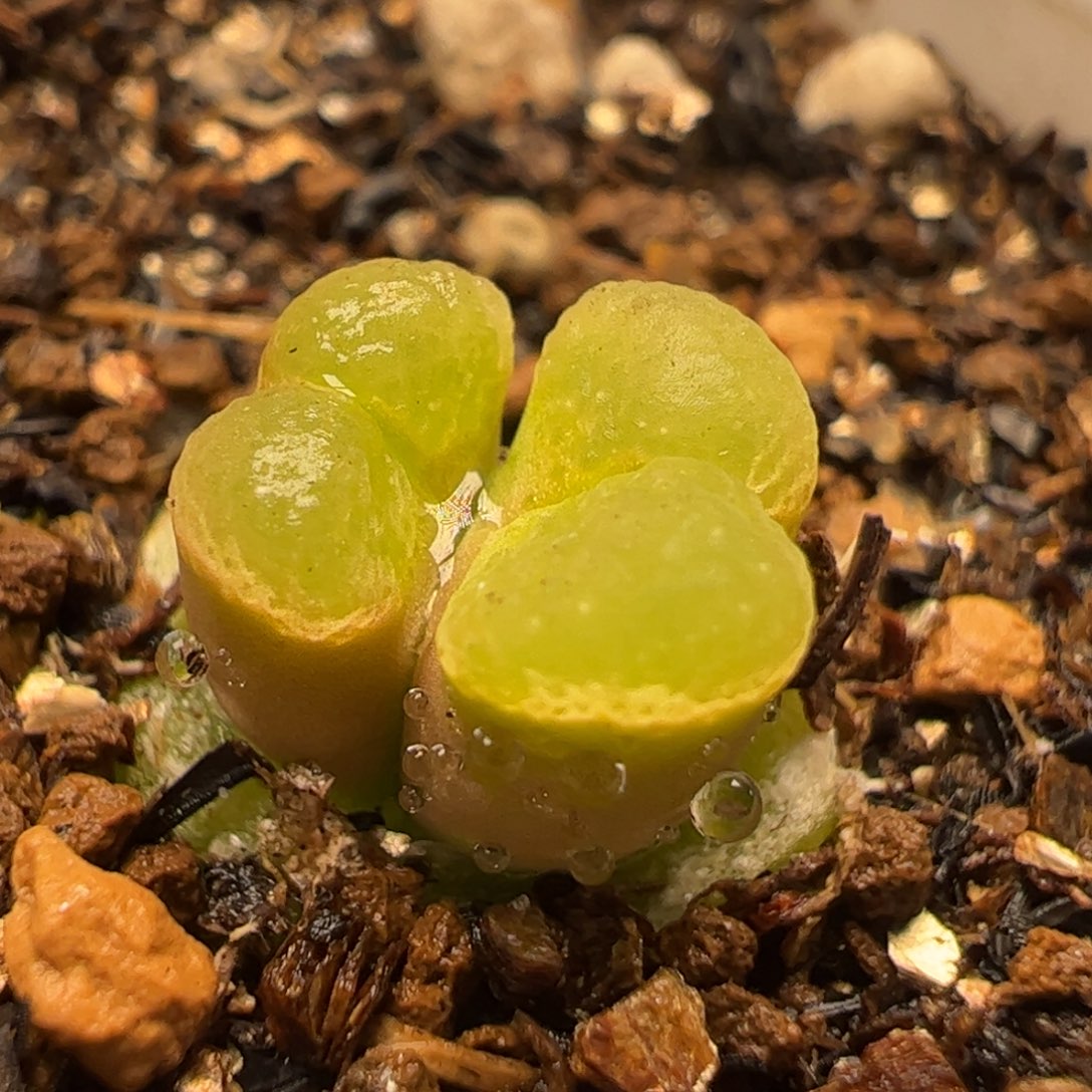 芭比风铃多肉植物百科