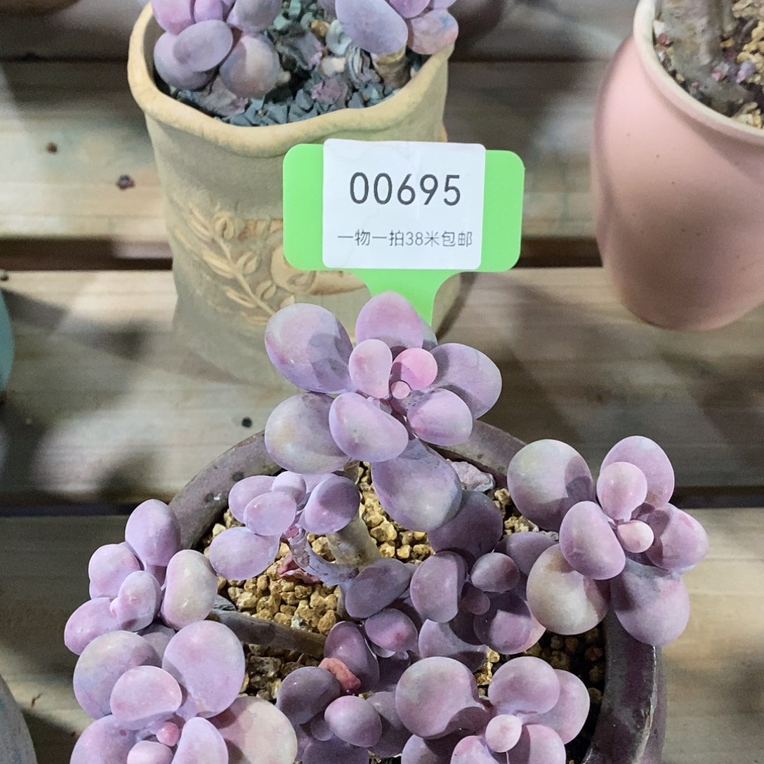 00695，阿谬某哦哦哦图