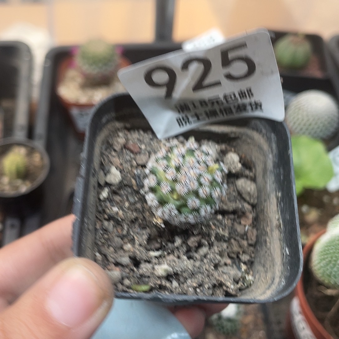 925克氏丸（满18元包邮）