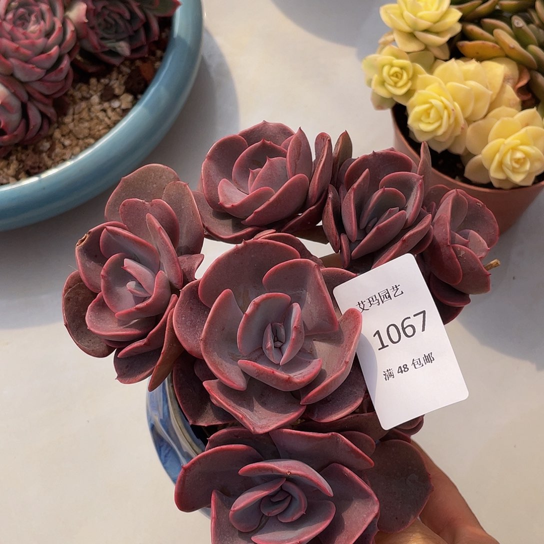 橙爱玫瑰067 多肉多肉多肉