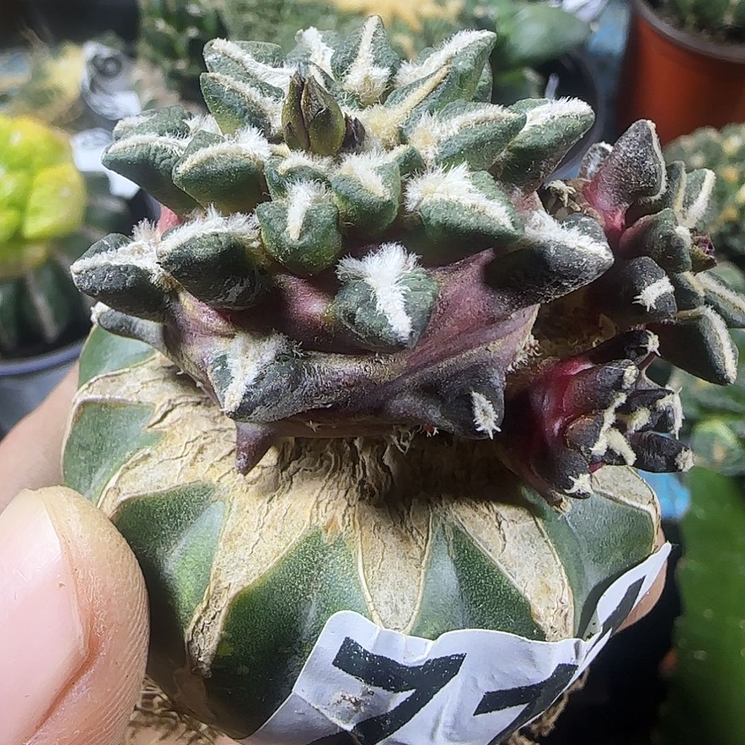 黑牡丹711仙人球开花