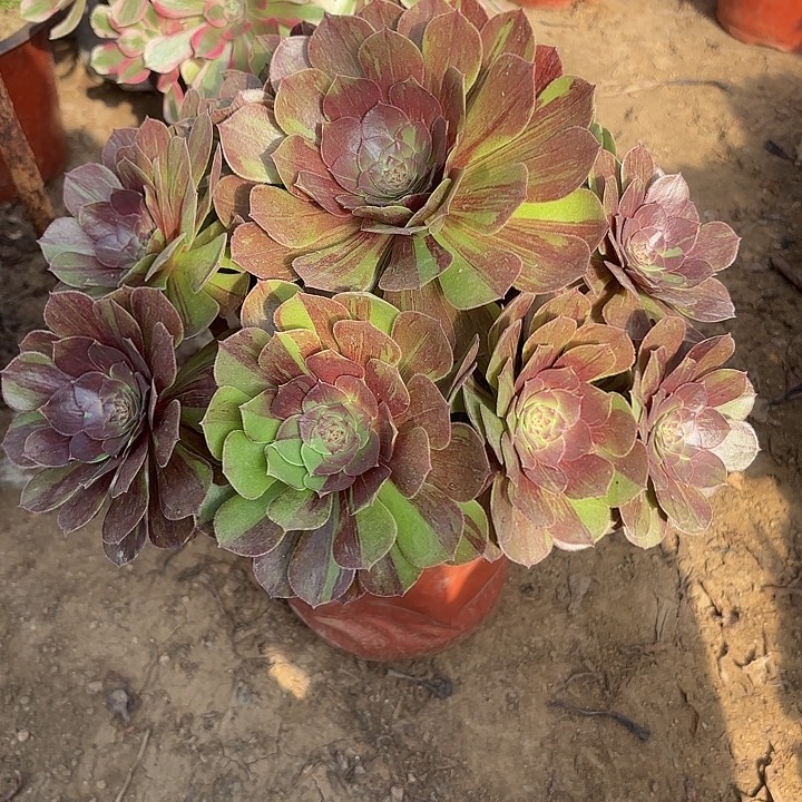 多肉植物花月夜14