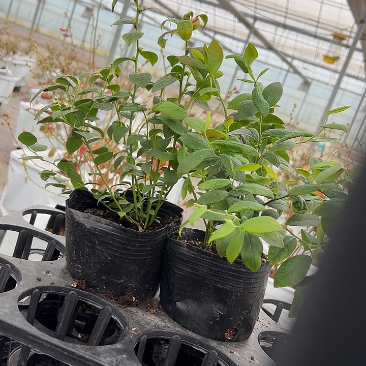红陶花香25加f6蓝莓苗两颗