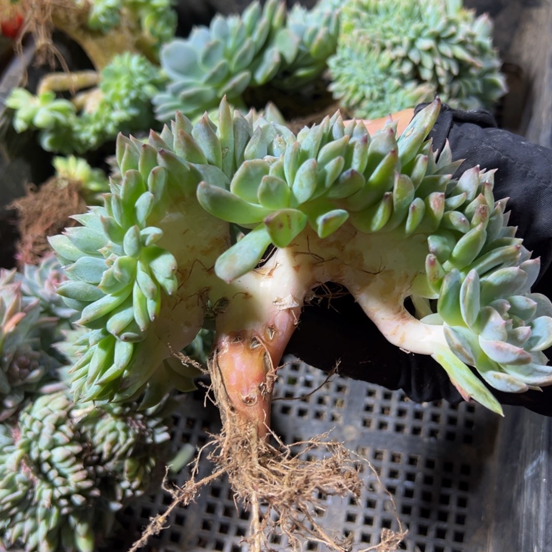 水蜜桃冰魄缀微瑕