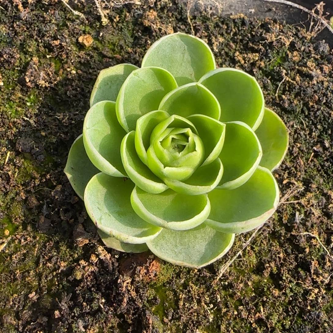 4厘米荷花玫瑰11242424243