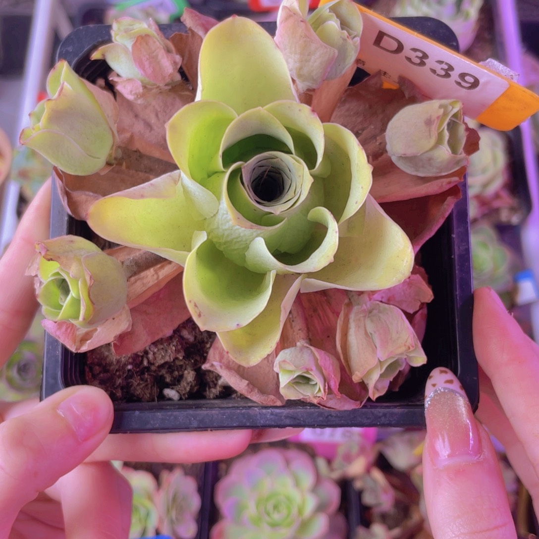 单品一物一拍339号山地玫瑰