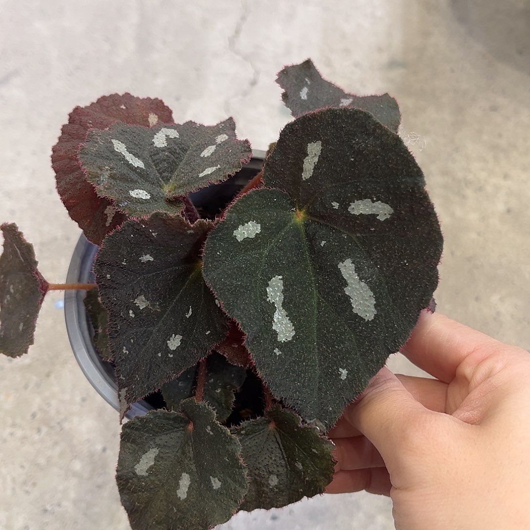 完全开放甲大心原生秋海棠