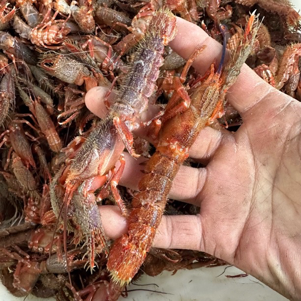 大连本地野生海捕海龙虾（海龙虾）3斤装新鲜加干冰发货顺丰包邮