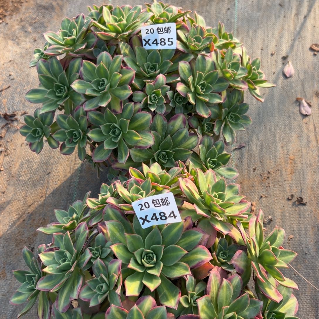 佳***园2颗组合星灿，多肉饿就是