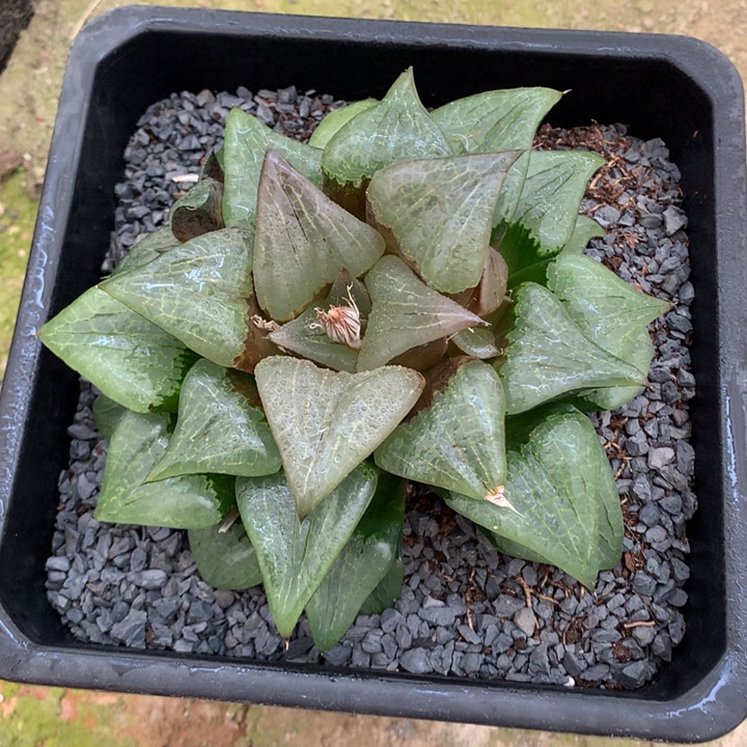 直播拍补其他差价