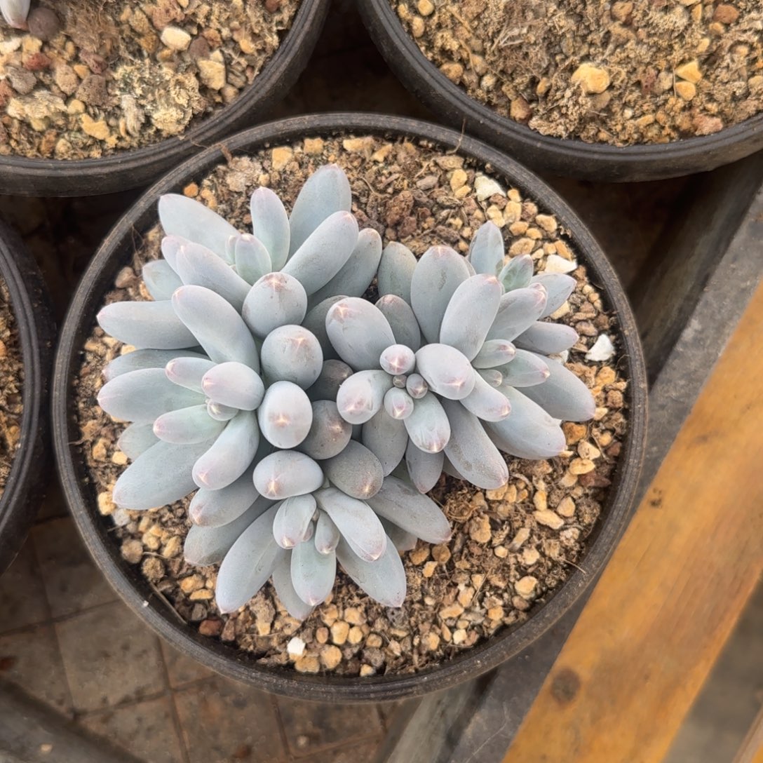 多肉植物 一物一拍