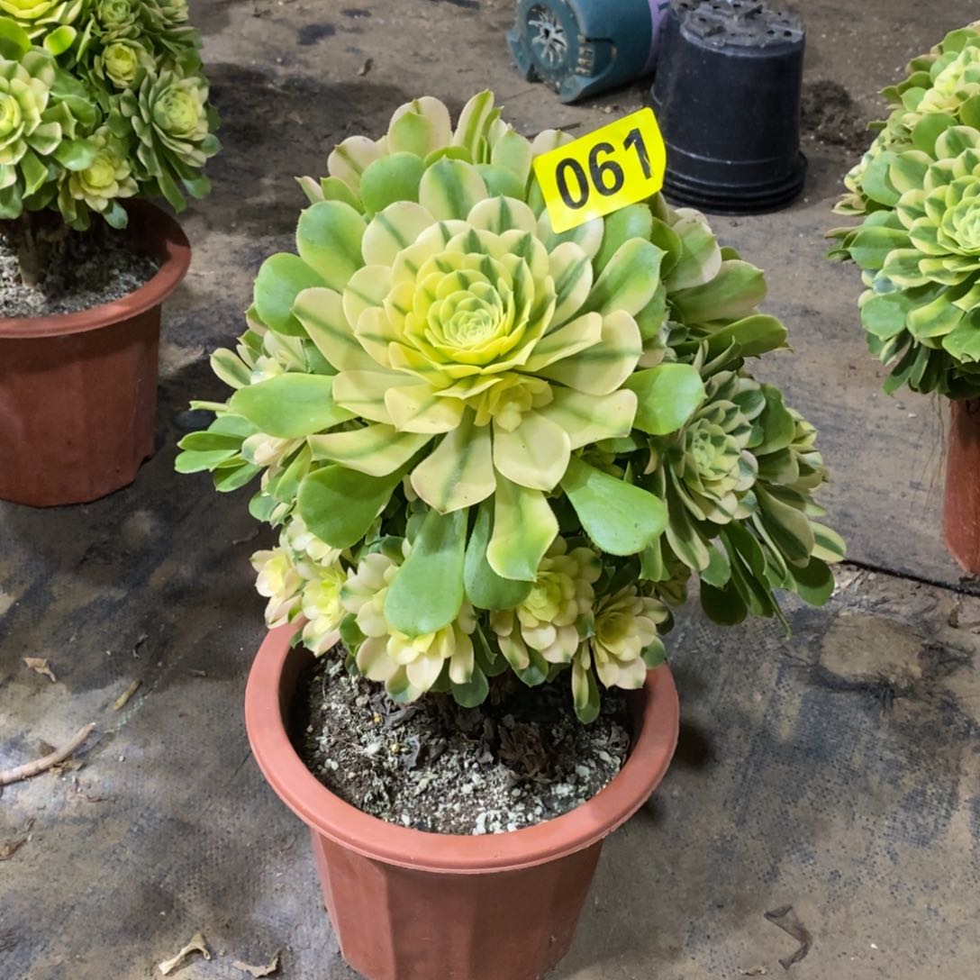 辛尼亚多肉法师061