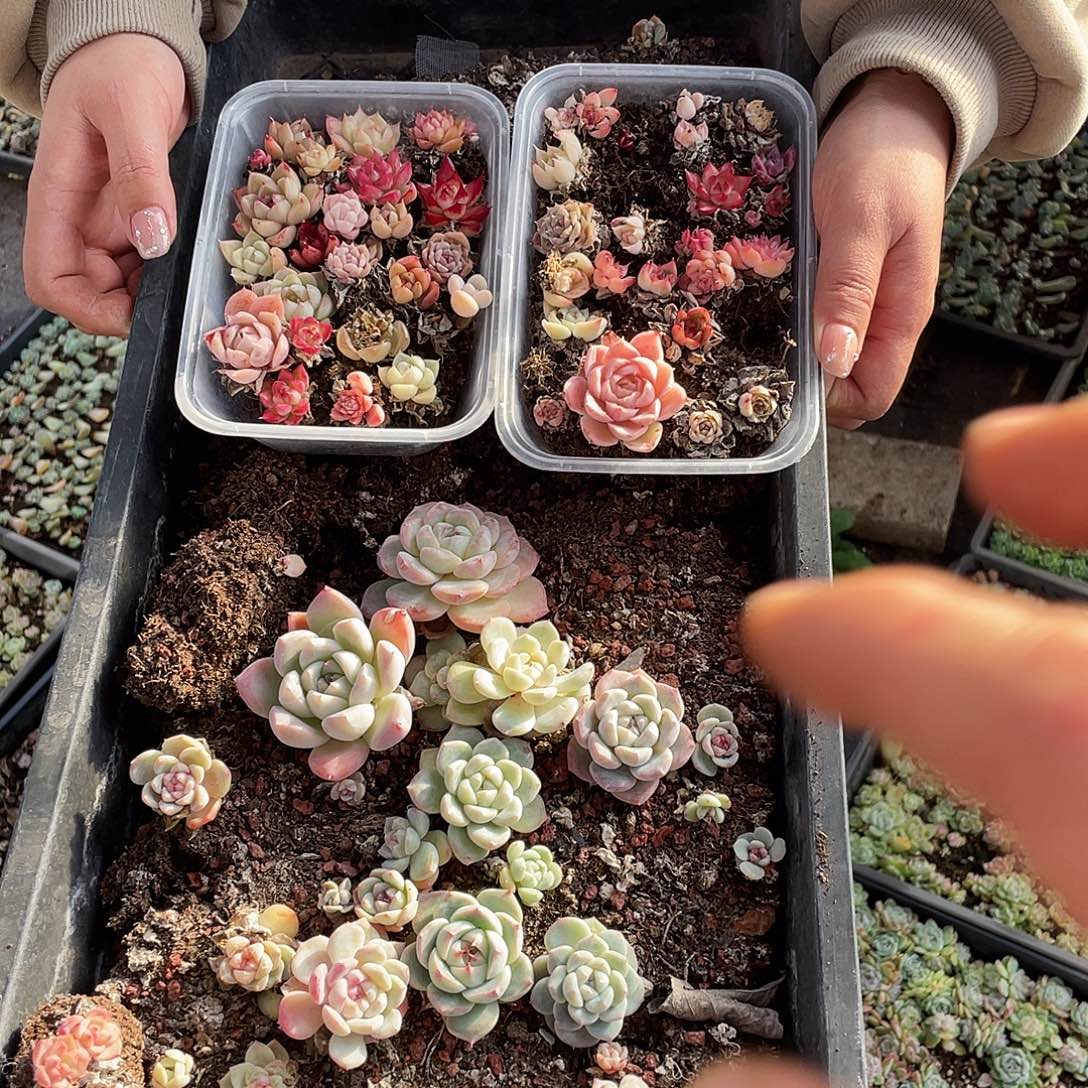 *****131。  整理下发货。          