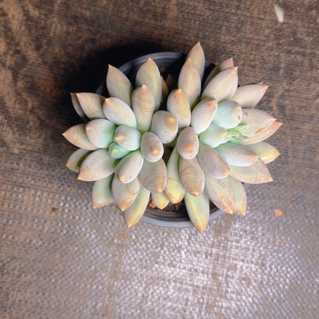 黄胖双福利111111111111111多肉