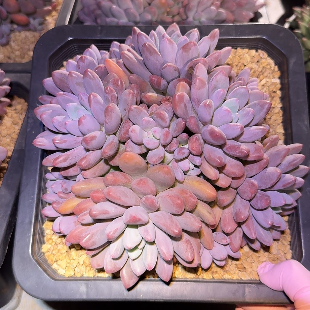 彩蛋美人整无砍群生