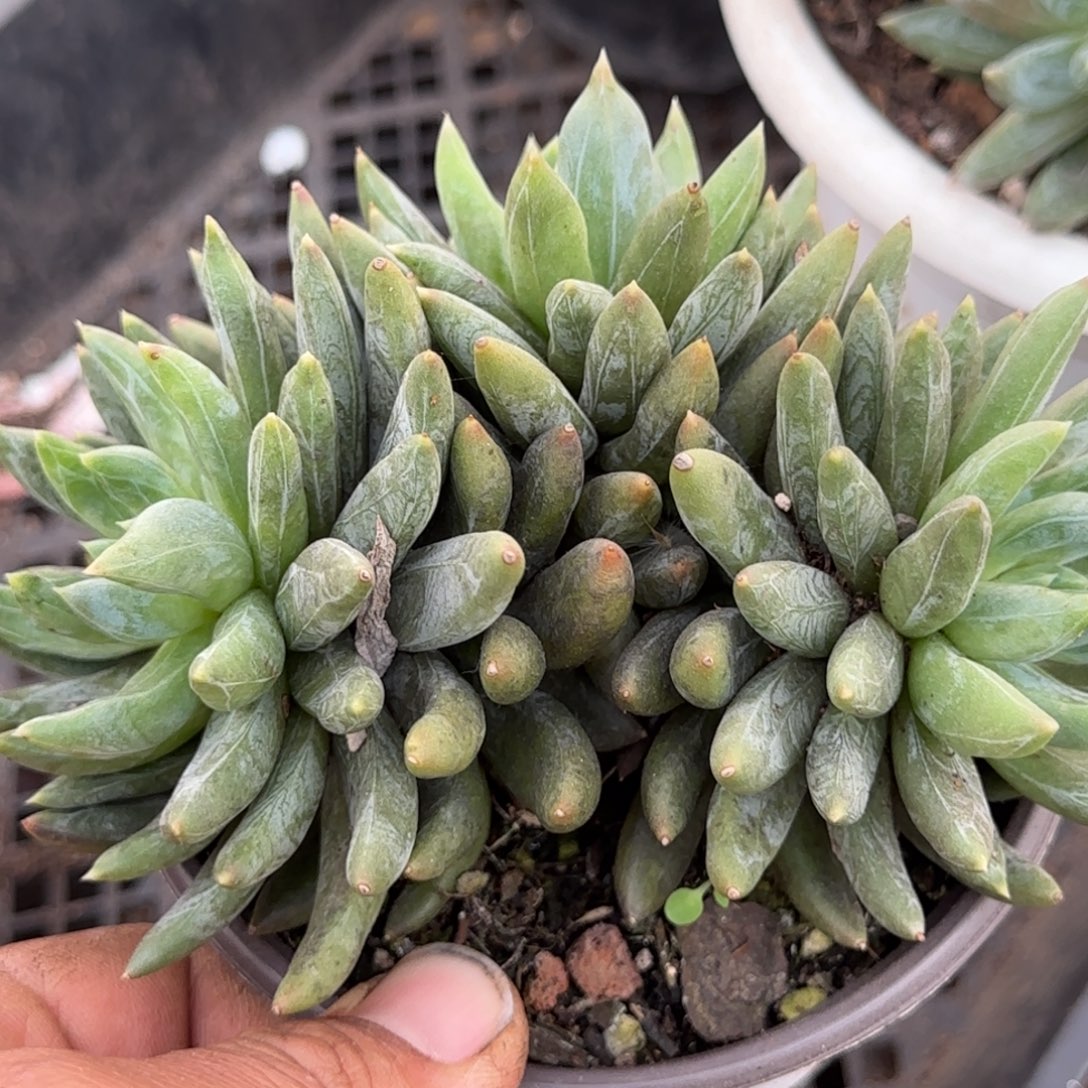 炫彩星一物一拍包装收缩花旱