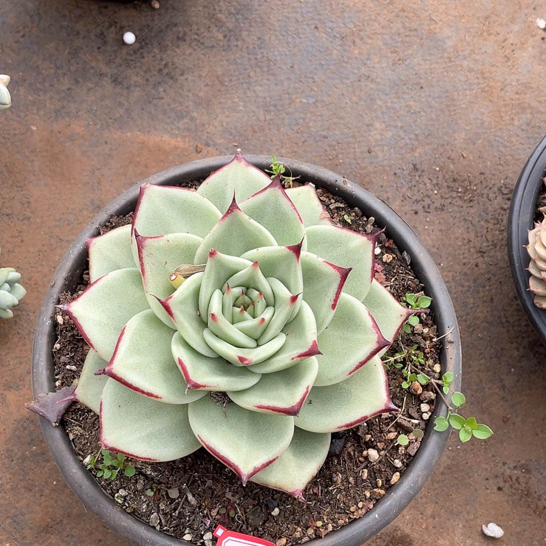 712乌木 一物一拍多肉