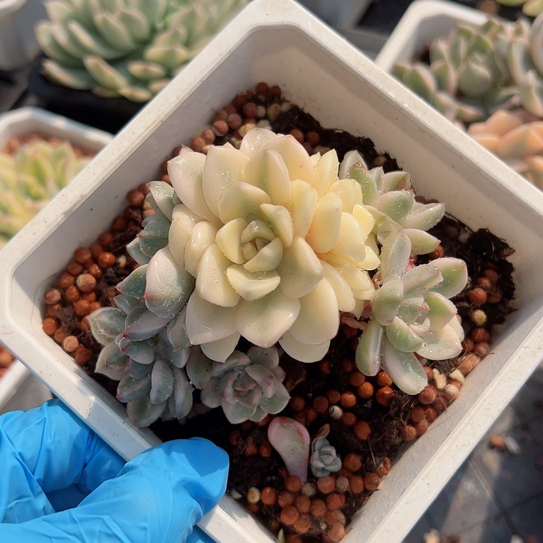 红粉佳人锦底座，介意慎拍