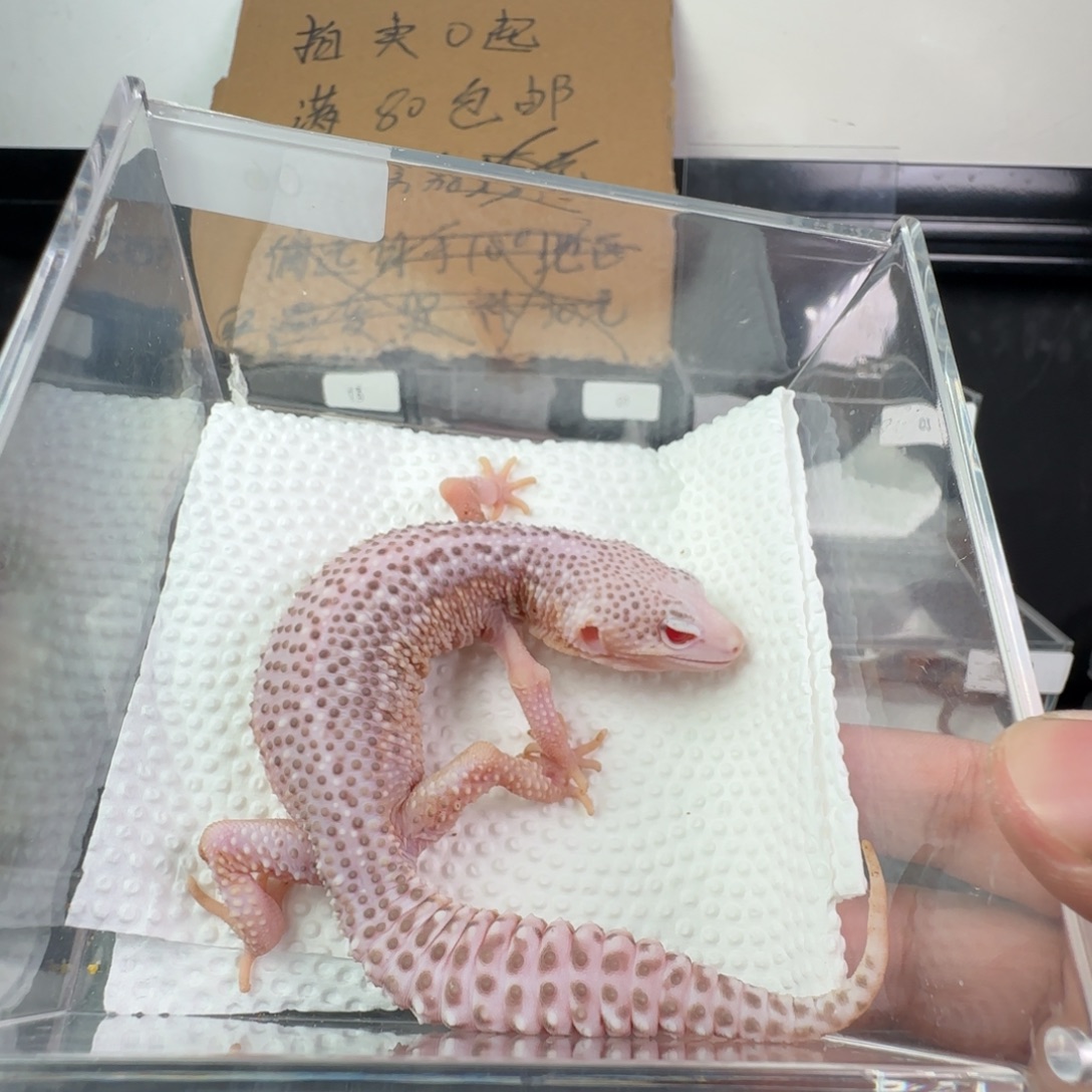 豹纹守宫超级雷达妹妹24克