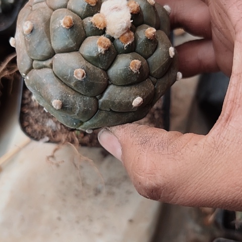 龟甲兜嫁接母本啊看志