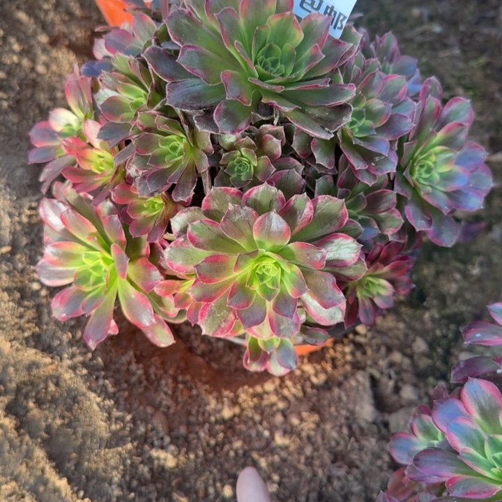 558二号棚米来蒂多肉D