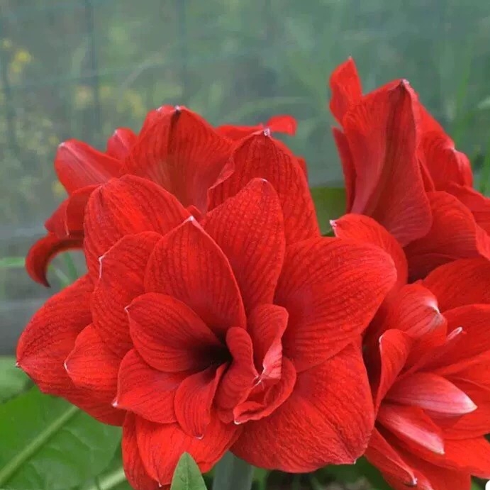 荷兰朱顶红红色重瓣双龙