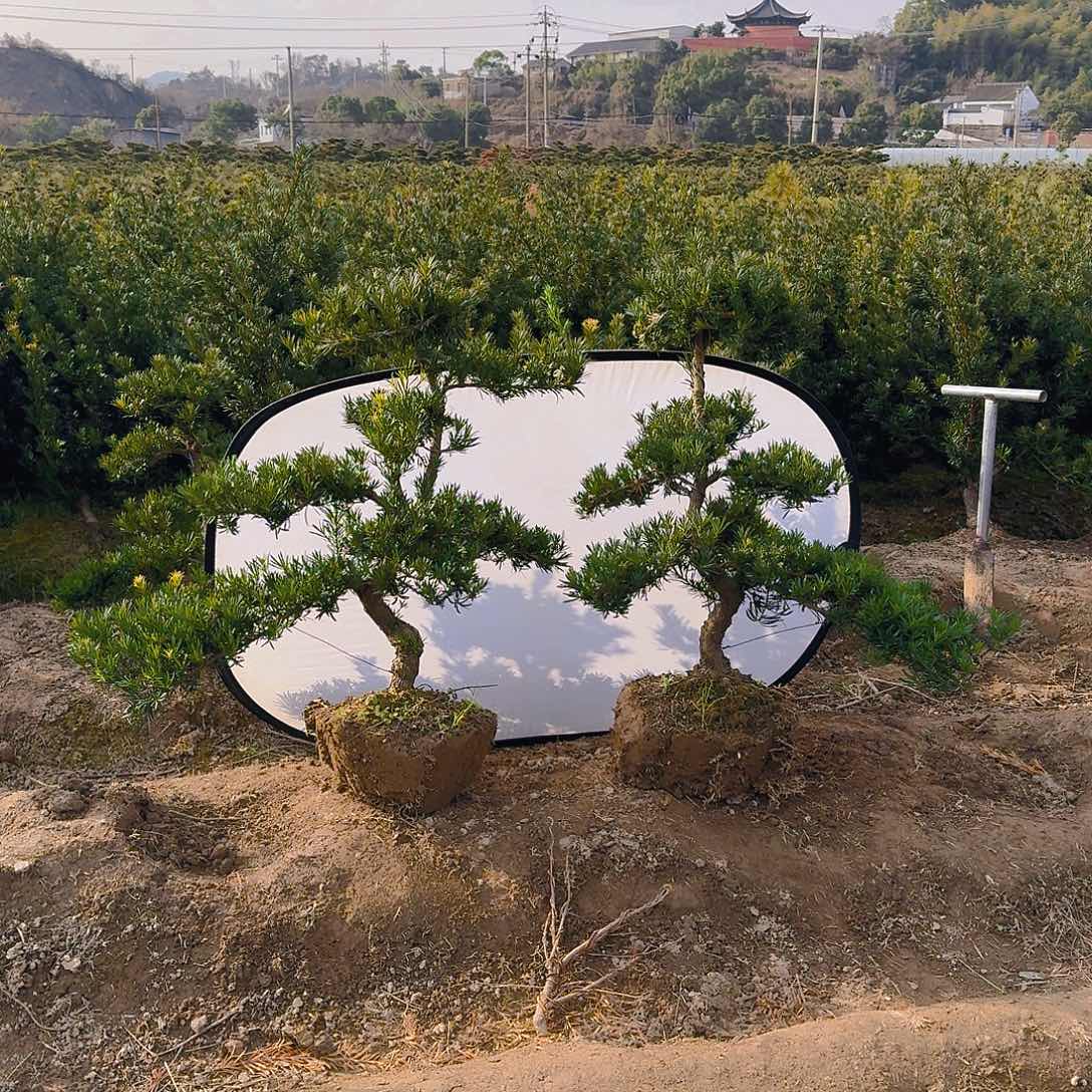 罗汉松盆景艺术随**心