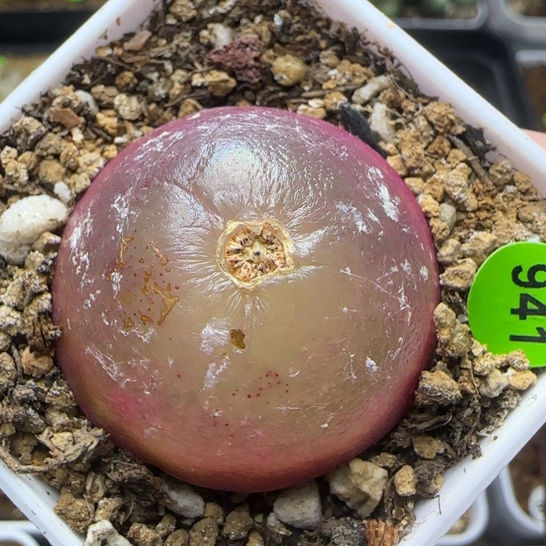 灯泡3.2多肉植物941