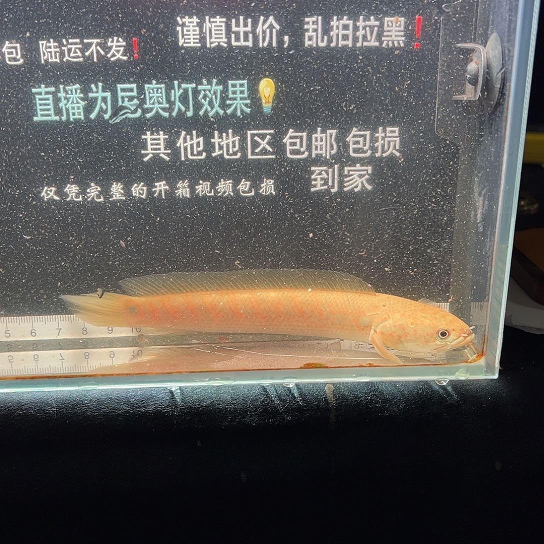 蓝口孵鱼七星雷龙七星雷龙