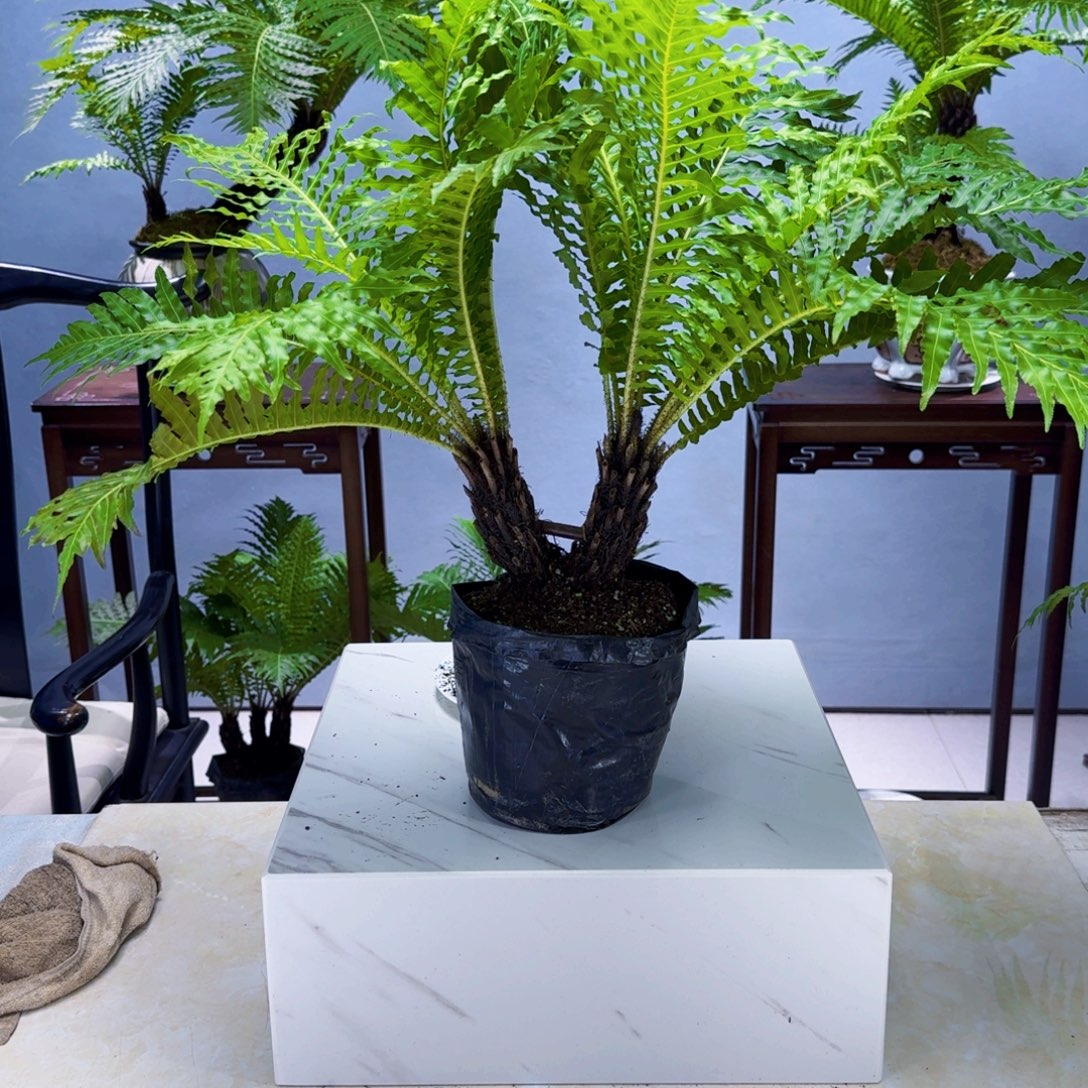 笨***悟不开花植物小双头富贵蕨