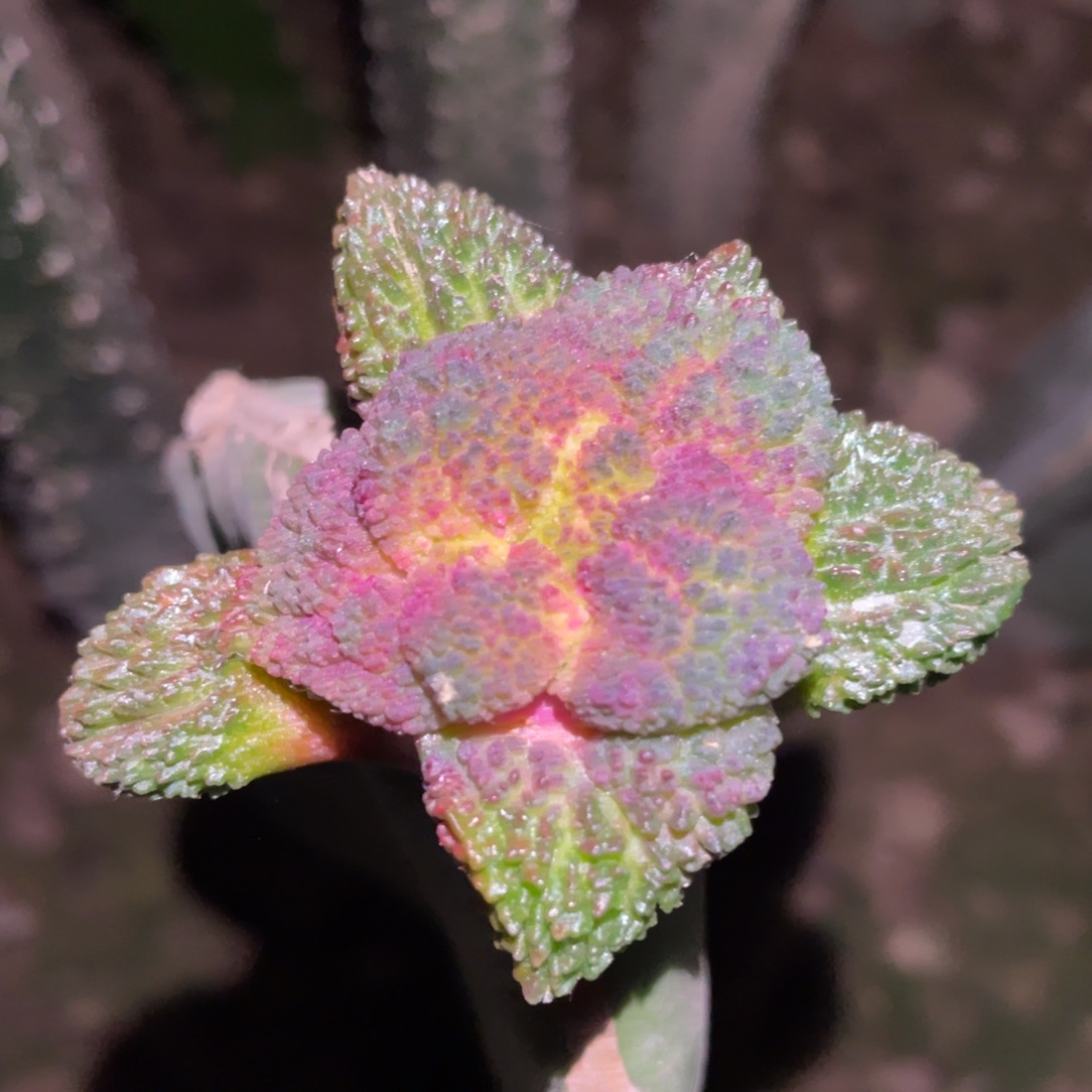 紫姬哥斯拉牡丹锦 仙人球