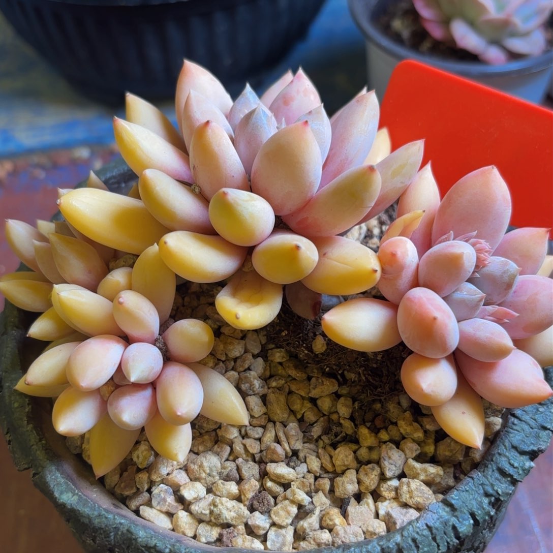 上***调哈哈哈哈哈哈哈哈哈哈上岛