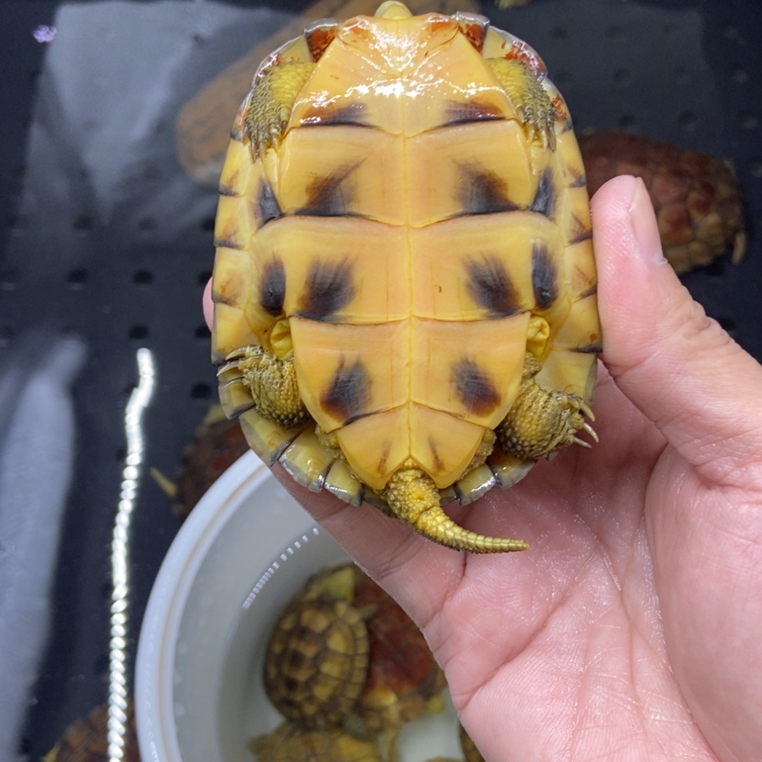 粒***粒绿毛龟不分公母小青水锈