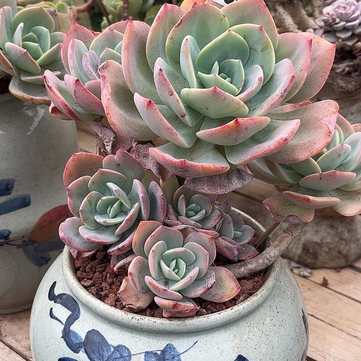 南***意964血凤脱土发货不退不换