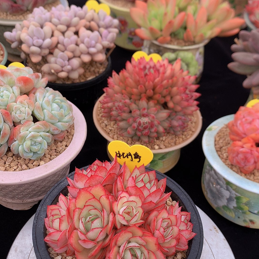 牡丹亭多肉一物一拍