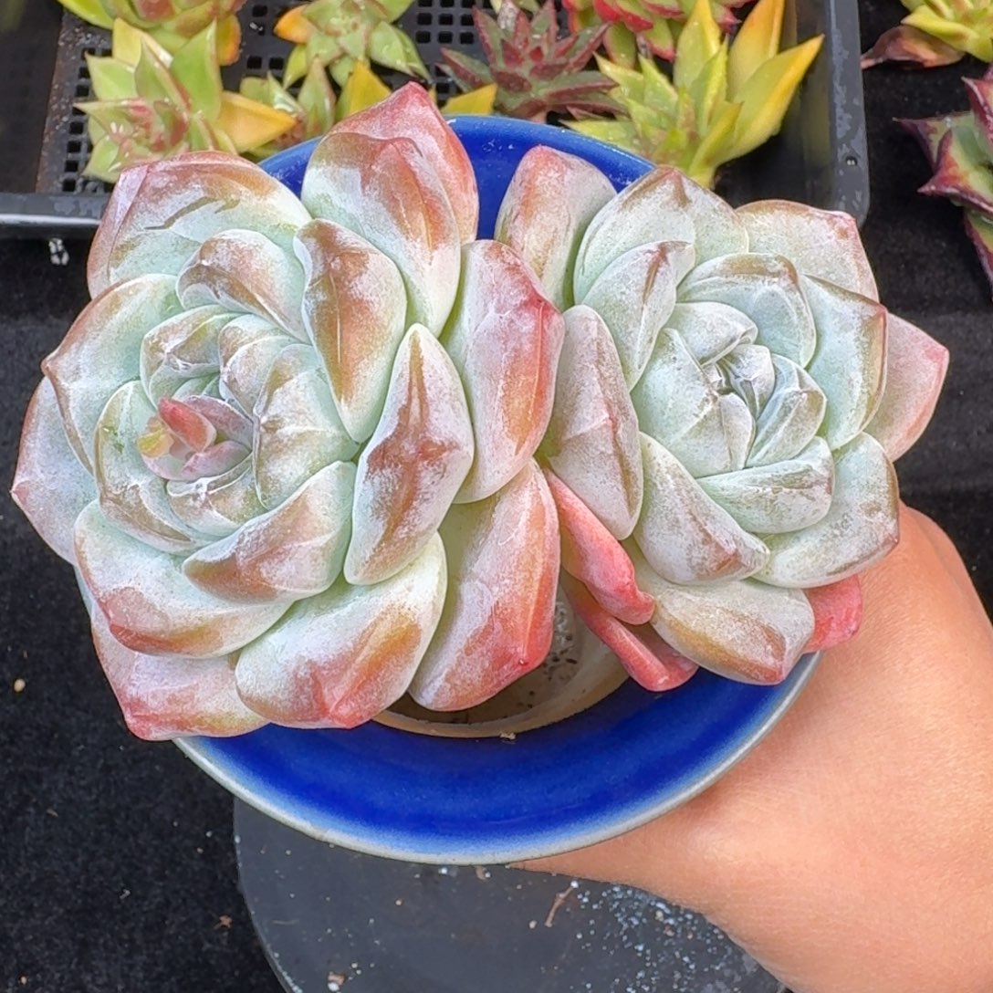 从前慢多肉精选编号1022.81