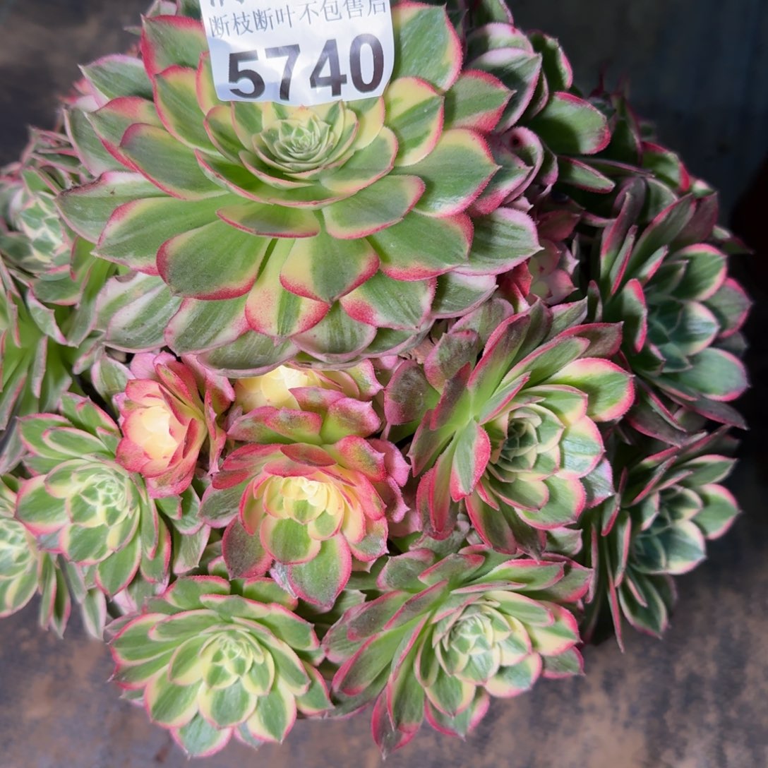 5740海王多肉植物