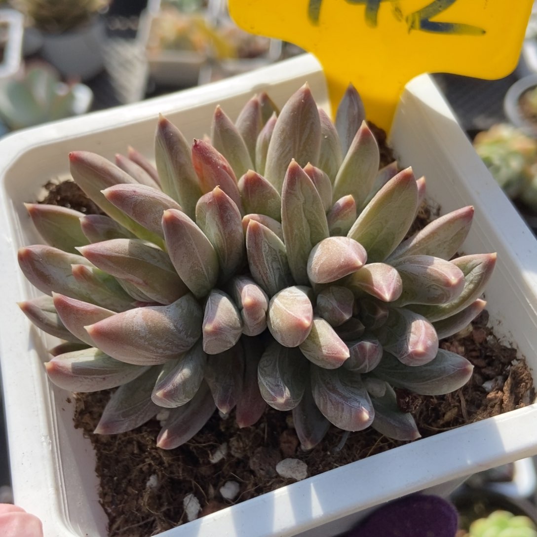 942水晶蟹爪多肉植物