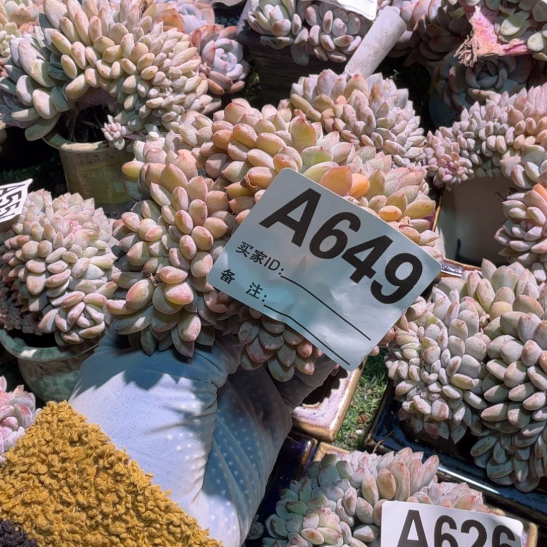 星影盘龙缀呀呀呀呀呀